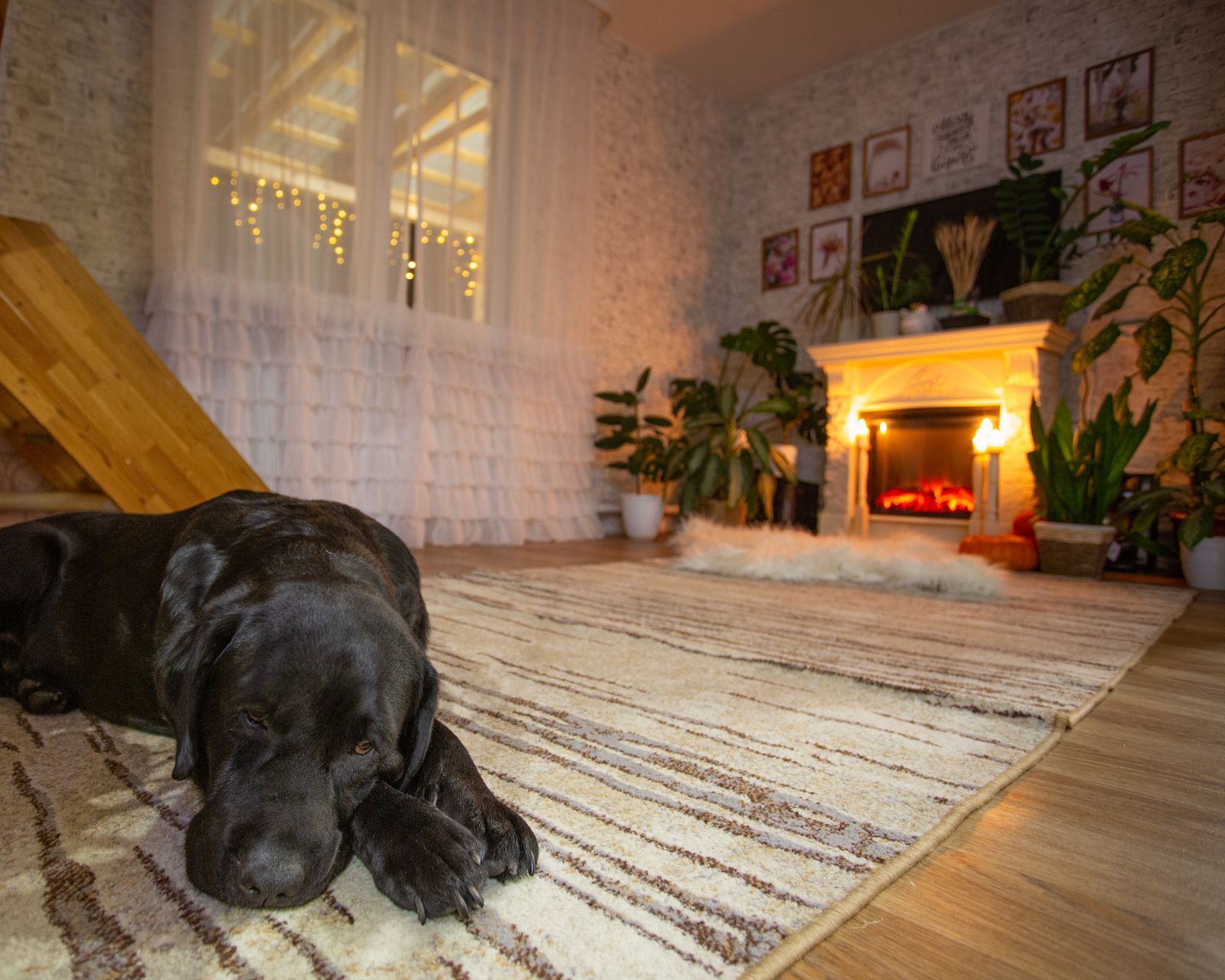 A black Labrador asleep on a woven rug in front of a lit fireplace