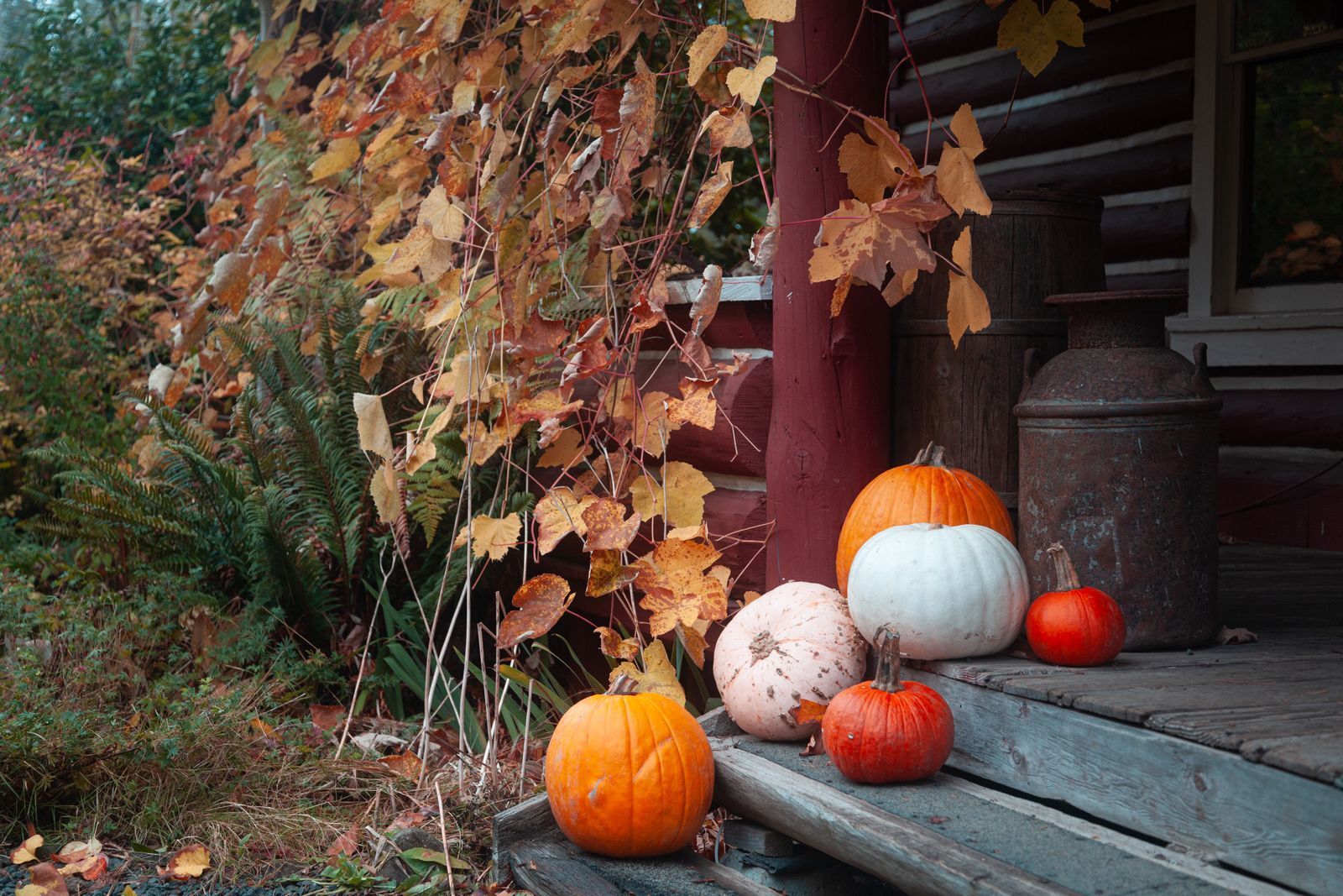 A weathered porch step with orange and white pumpkins, a milk can and red autumn leaves