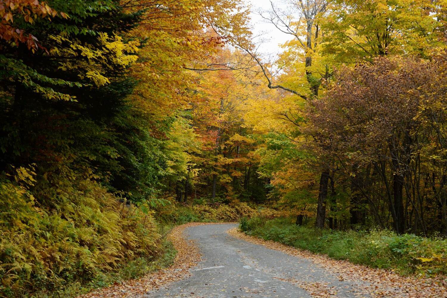 A gravel road winding through yellow and orange fall foliage